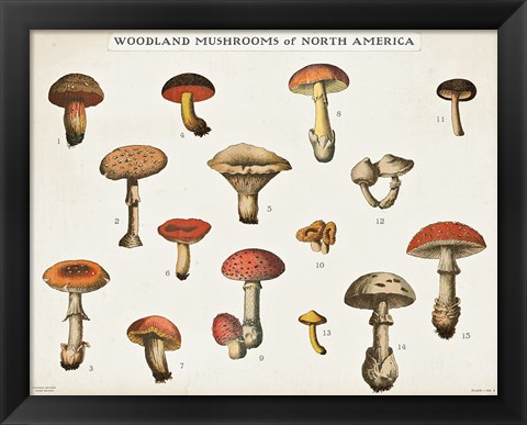 Framed Mushroom Chart I light Print