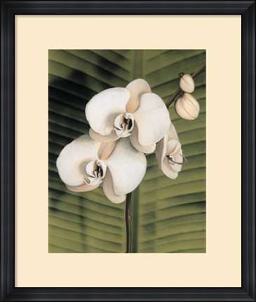 Framed Orchid with Palm II Print