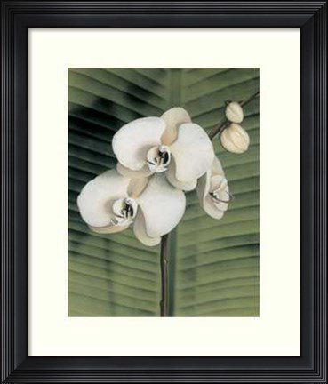 Framed Orchid with Palm II Print