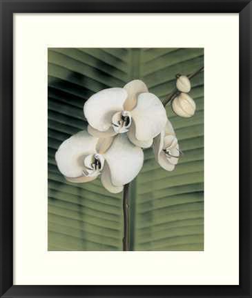 Framed Orchid with Palm II Print