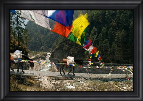 Framed Mule train on trail to Namche Bazaar, Larja Bridge, Khumbu, Nepal Print