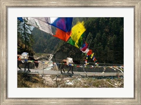 Framed Mule train on trail to Namche Bazaar, Larja Bridge, Khumbu, Nepal Print