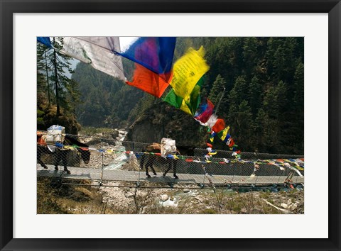 Framed Mule train on trail to Namche Bazaar, Larja Bridge, Khumbu, Nepal Print