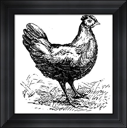 Framed Chicken Scratch Print