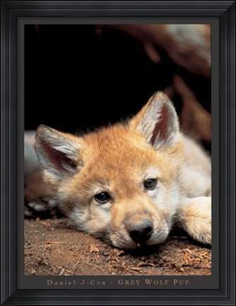 Framed Grey Wolf Pup Print