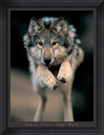 Framed Grey Wolf Print