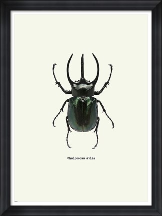 Framed Beetle Black Print