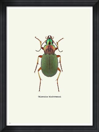 Framed Beetle Green Print