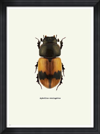 Framed Beetle Orange Print