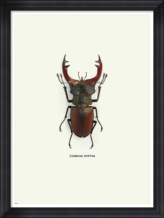 Framed Beetle Red Print