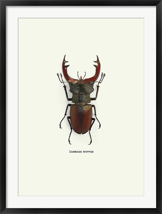 Framed Beetle Red Print