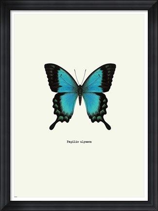 Framed Blue Butterfly Print
