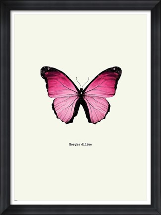 Framed Pink Butterfly Print