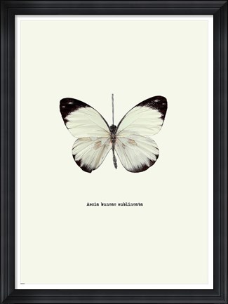 Framed White Butterfly Print