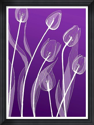 Framed X-ray Flowers Purple Print