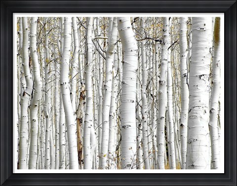 Framed Birch Wood Print