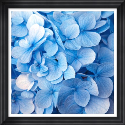 Framed Blue Flowers Print