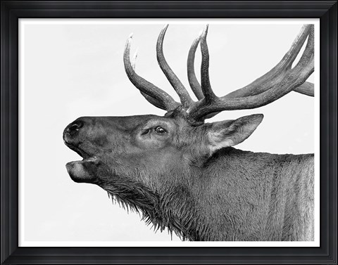 Framed Deer Print