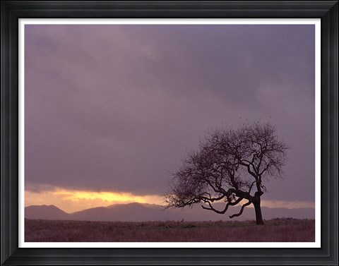 Framed Field Print