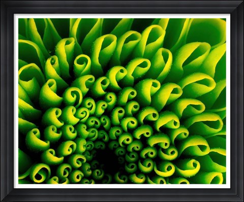 Framed Green Design 1 Print