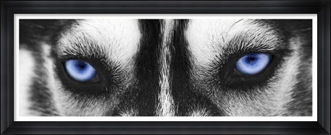 Framed Husky Print