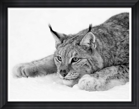 Framed Lynx 1 Print