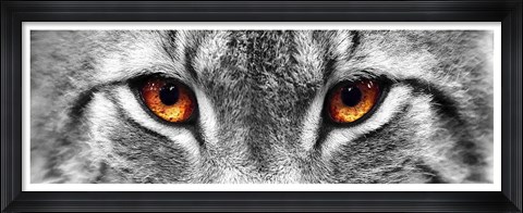 Framed Lynx Print