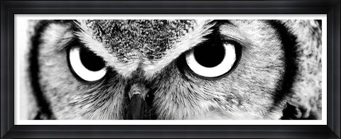 Framed Owl Print