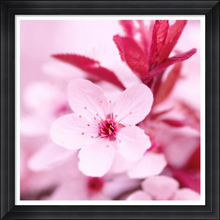 Framed Pink Blossom 1 Print