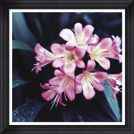 Framed Pink Blossom 2 Print