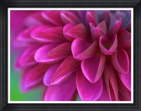 Framed Pink Chrysanthemum Print