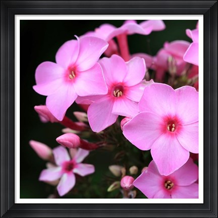 Framed Pink Flowers 1 Print