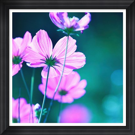 Framed Pink Flowers 2 Print