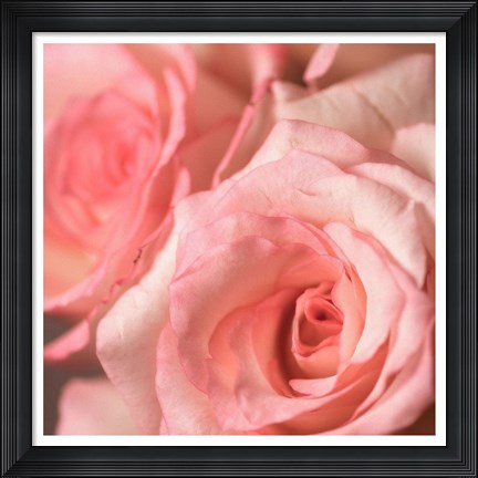 Framed Pink Rose 2 Print