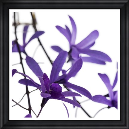 Framed Purple Blossom I Print