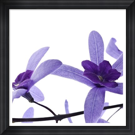 Framed Purple Blossom II Print