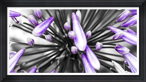Framed Purple Flower Print