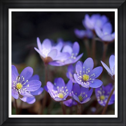 Framed Purple Flowers 1 Print