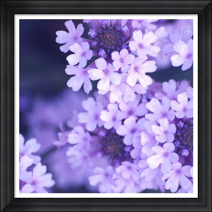 Framed Purple Flowers 2 Print