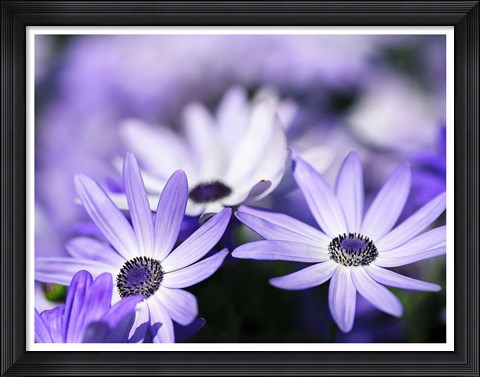 Framed Purple Flowers 3 Print