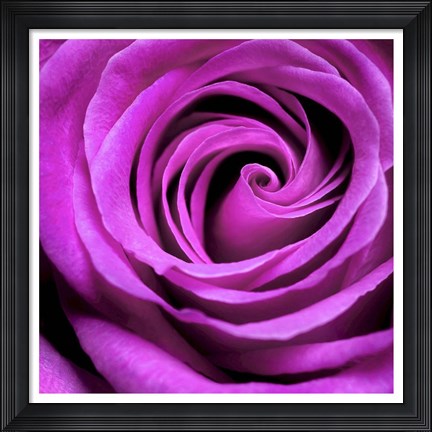 Framed Purple Rose Print