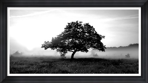Framed Solemn Tree Print