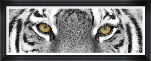 Framed Tiger Panel Print