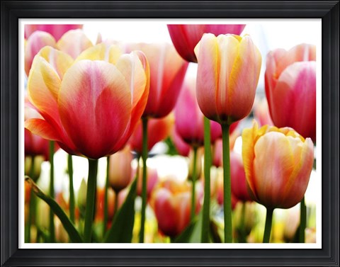 Framed Tulips Print