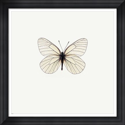 Framed White Butterfly Print