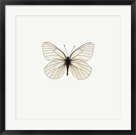 Framed White Butterfly Print
