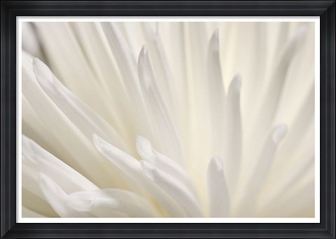 Framed White Flower Print