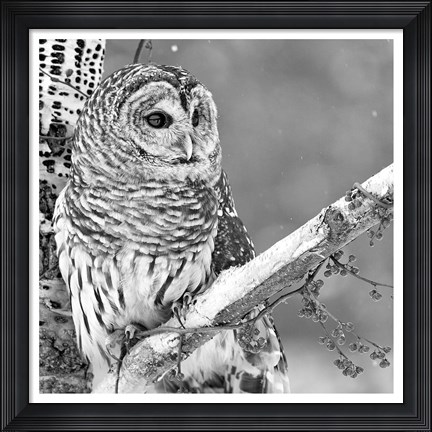 Framed White Owl Print