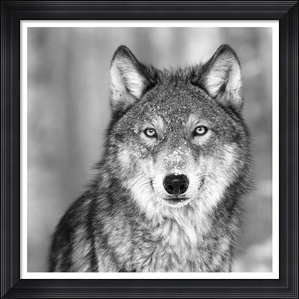 Framed Wolf Print