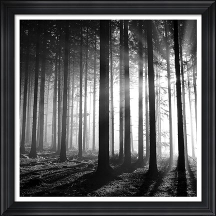 Framed Wood Light Print